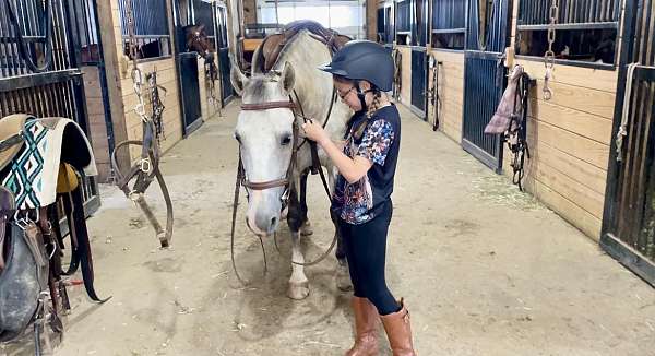 ranch-andalusian-horse