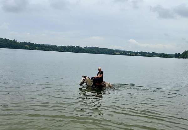 jumping-andalusian-horse