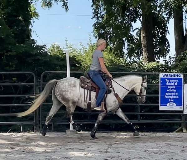 beginner-andalusian-horse