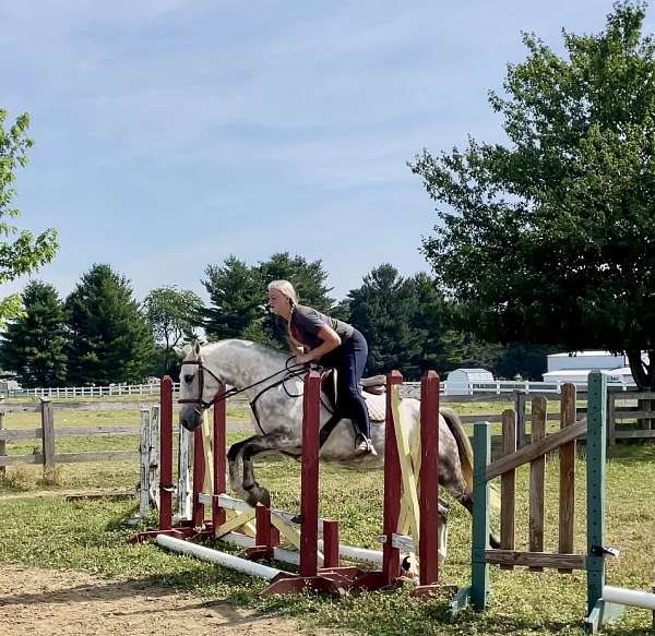 husband-safe-andalusian-horse