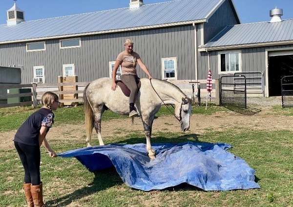 athletic-andalusian-horse