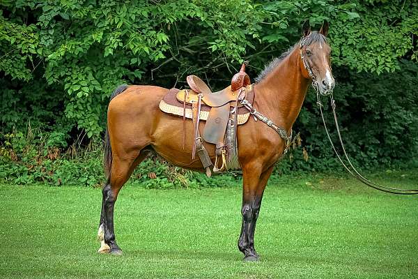 all-around-morgan-horse