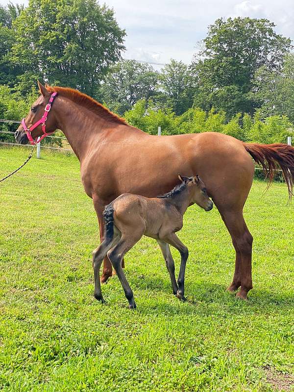 chestnut-andalusian-mare