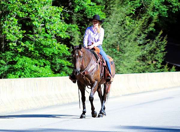 bay-roan-see-pics-horse