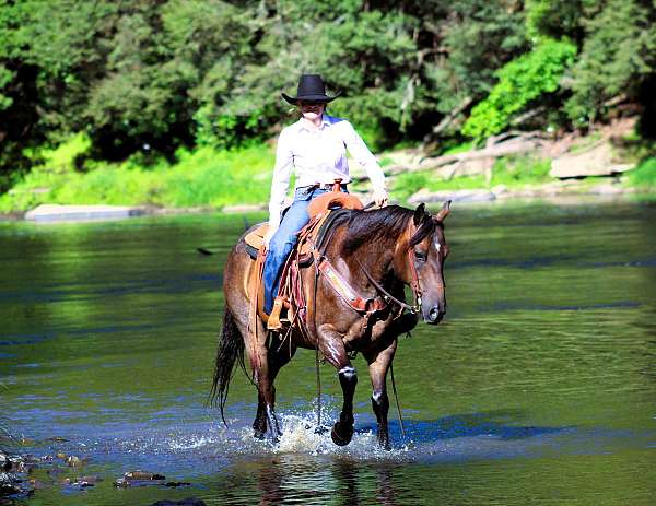 family-quarter-horse