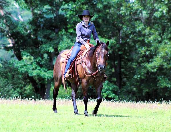 husband-safe-quarter-horse