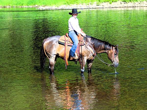 all-around-quarter-horse