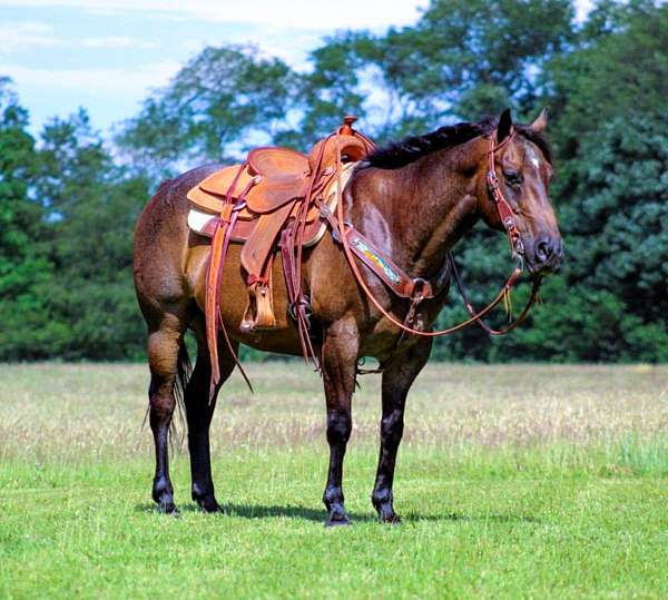 gentle-quarter-horse