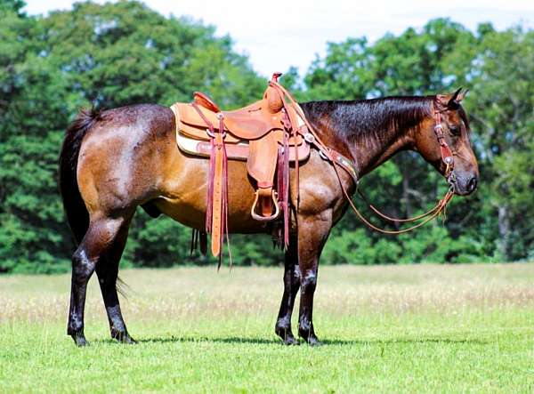 ranch-quarter-horse