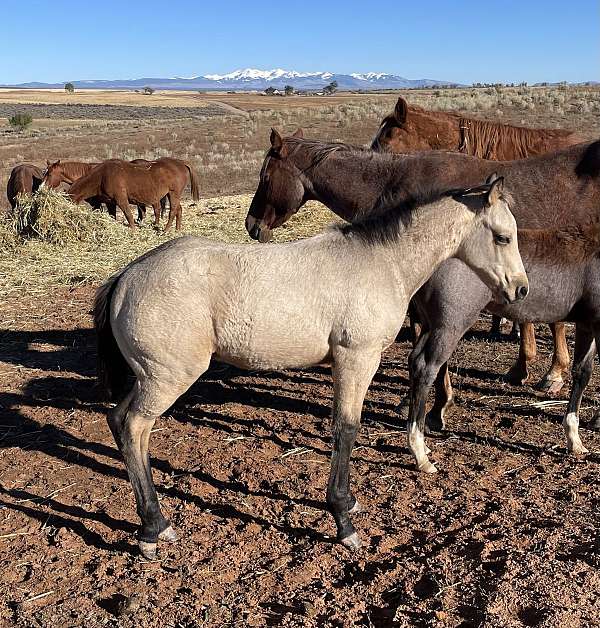 quarter-horse-colt