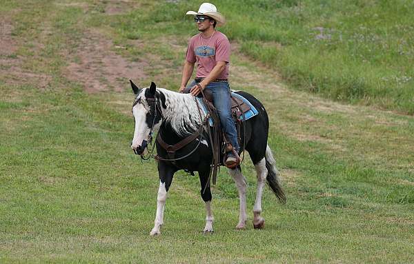 trail-paint-horse