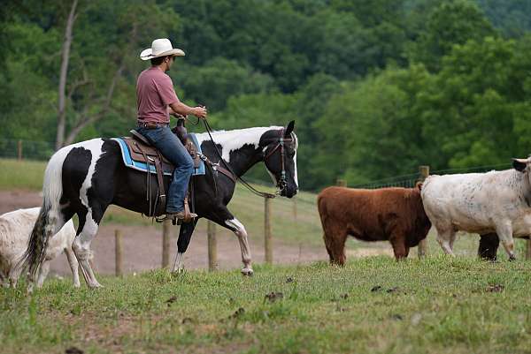 husband-safe-paint-horse