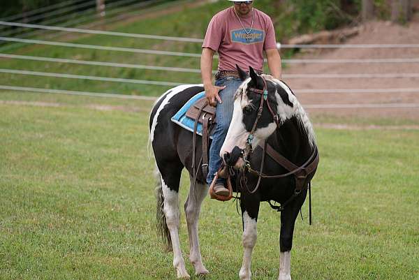 ranch-paint-horse