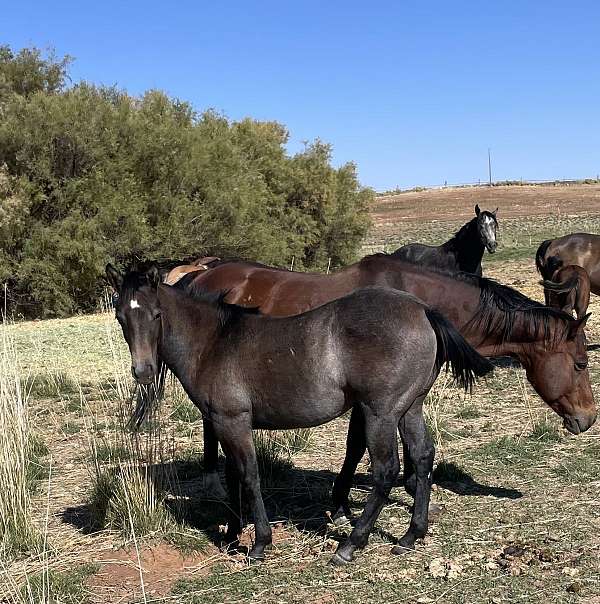 quarter-horse-filly