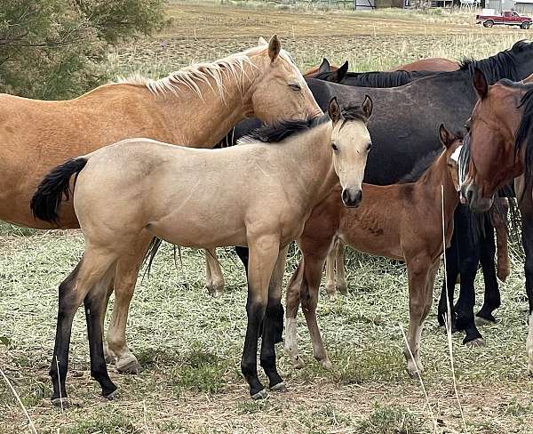 quarter-horse-filly