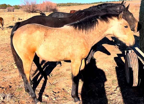 quarter-horse-filly