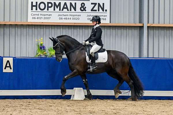 friesian-horse