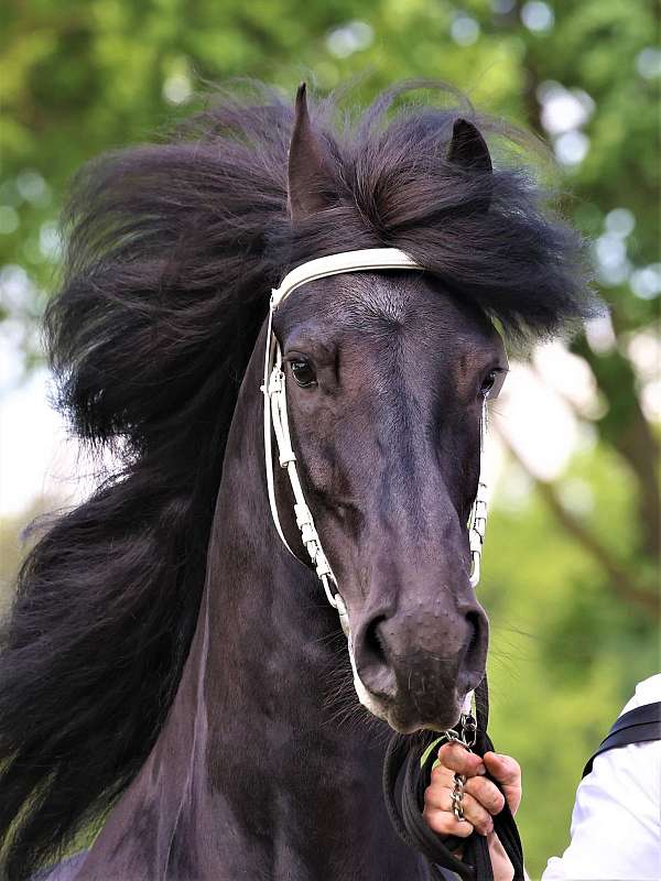 breeding-friesian-horse