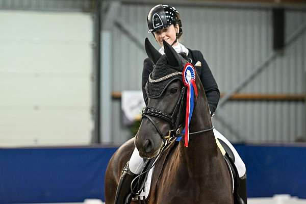 sport-friesian-horse