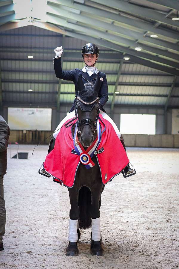 dressage-friesian-horse