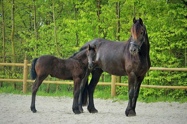 breeders-friesian-horse