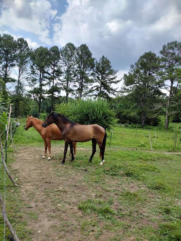 peruvian-paso-gelding