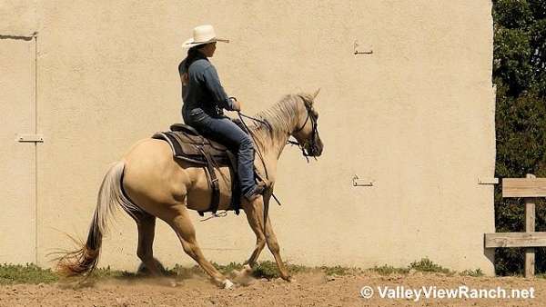 double-registered-quarter-horse