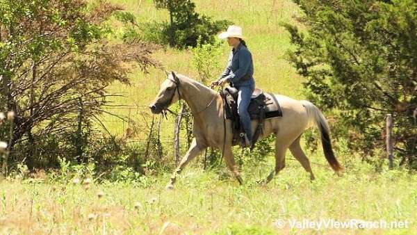 dun-palominodunalino-horse