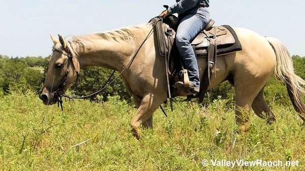 palomino-dun-palominodunalino-horse