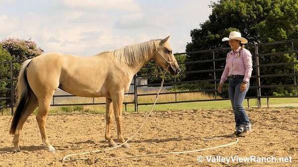 pleasure-driving-quarter-horse