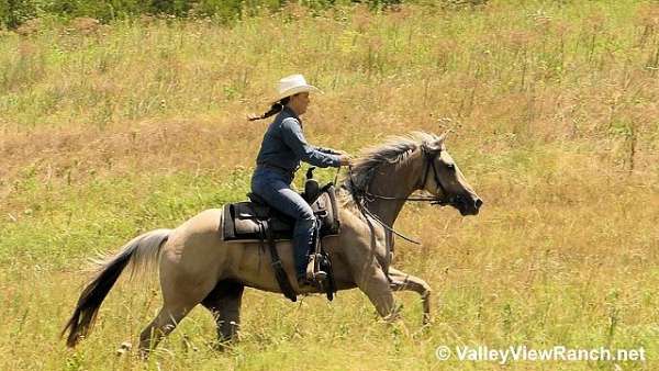 ranch-quarter-horse