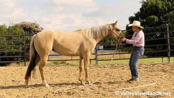 ranch-versatility-quarter-horse