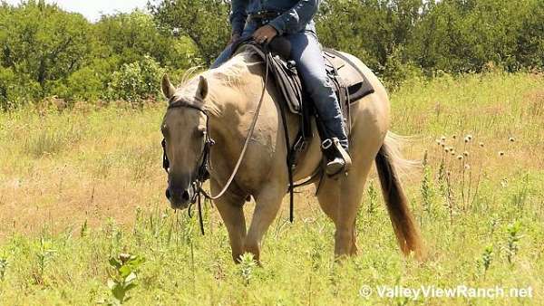 ranch-work-quarter-horse