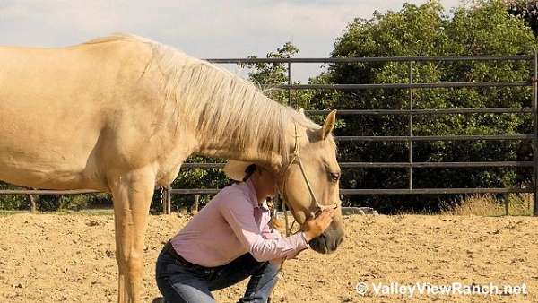 reined-cow-quarter-horse