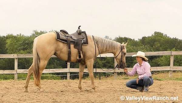 reining-quarter-horse