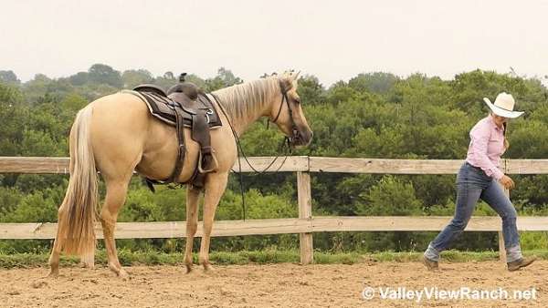 trail-quarter-horse