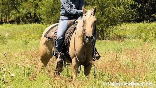 trail-riding-quarter-horse