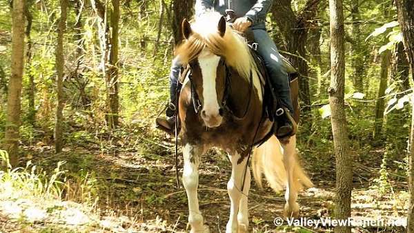 beginner-gypsy-vanner-horse