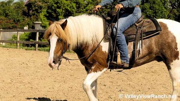 red-roan-gypsy-vanner-gelding