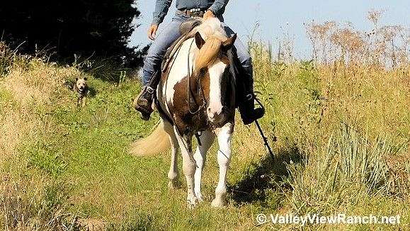 red-roan-roanpaint-gypsy-vanner-halflinger-horse