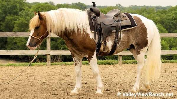 red-roanpaint-gypsy-vanner-halflinger-horse