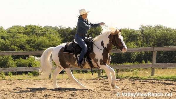 red-roanpaint-gypsy-vanner-halflinger