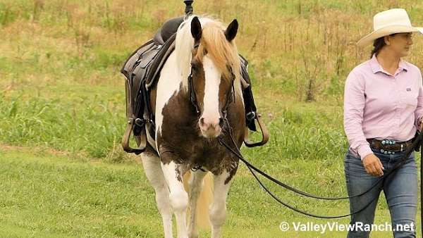 dressage-gypsy-vanner-horse