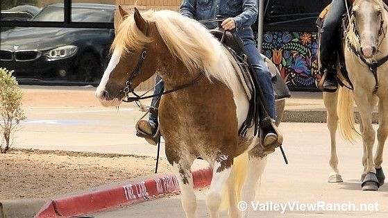 hunter-jumper-gypsy-vanner-horse