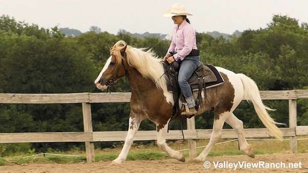 trail-class-competition-gypsy-vanner-horse