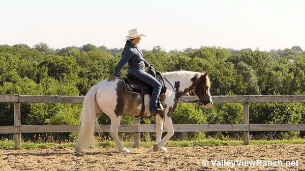 trail-gypsy-vanner-horse