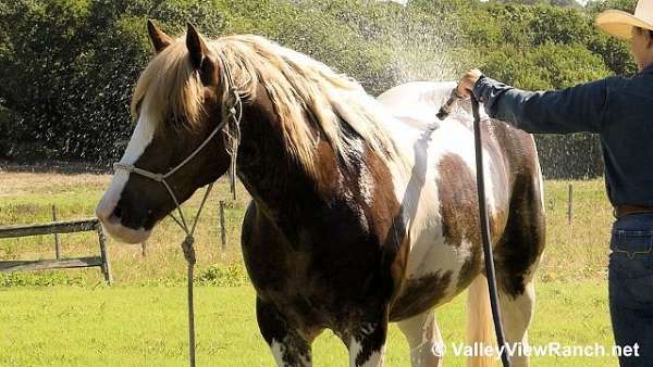 trail-riding-gypsy-vanner-horse