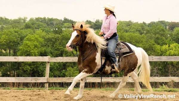 youth-gypsy-vanner-horse