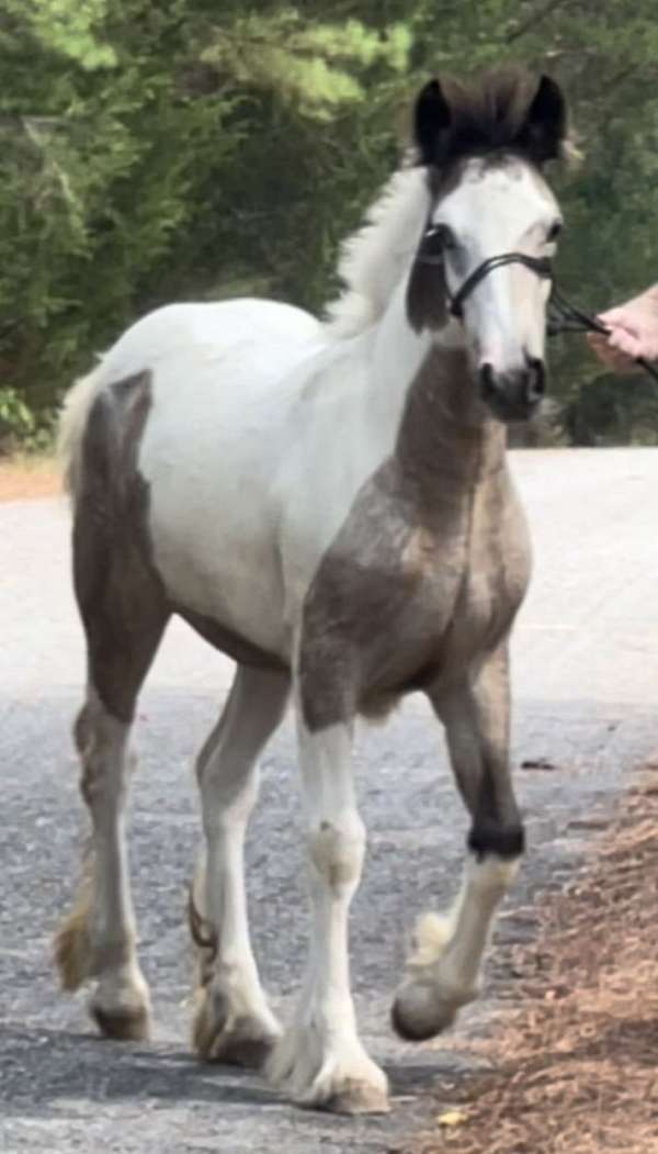 buckskin-gypsy-vanner-filly