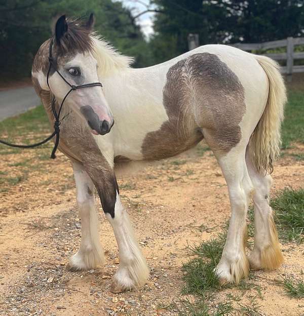 buckskin-filly-for-sale